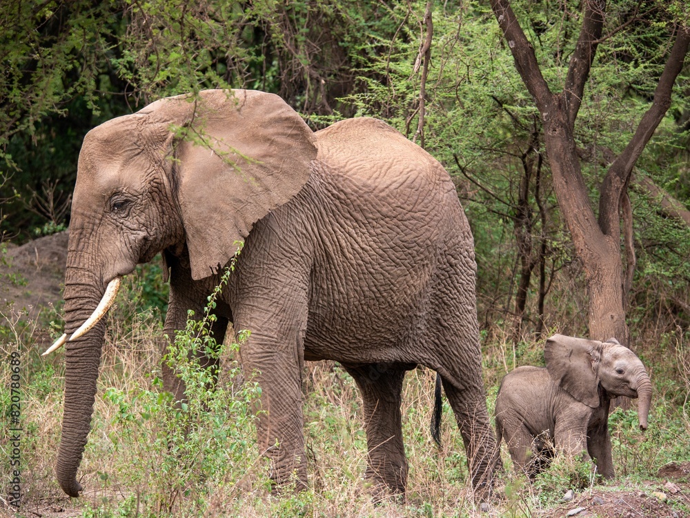 Fototapeta premium Majestic elephant and its calf stand in a grassy meadow surrounded by trees