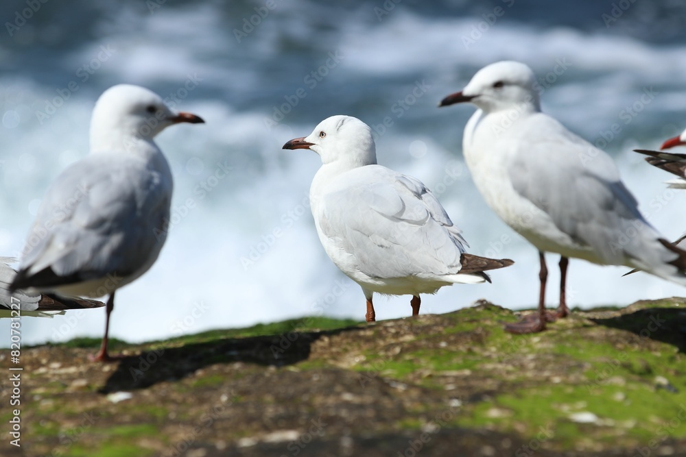 seagulls perched on a mossy rock seagulls perched on a mossy rock