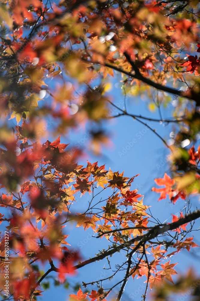 leaves are turning to show red and yellow colors on the trees leaves are turning to show red and yellow colors on the trees