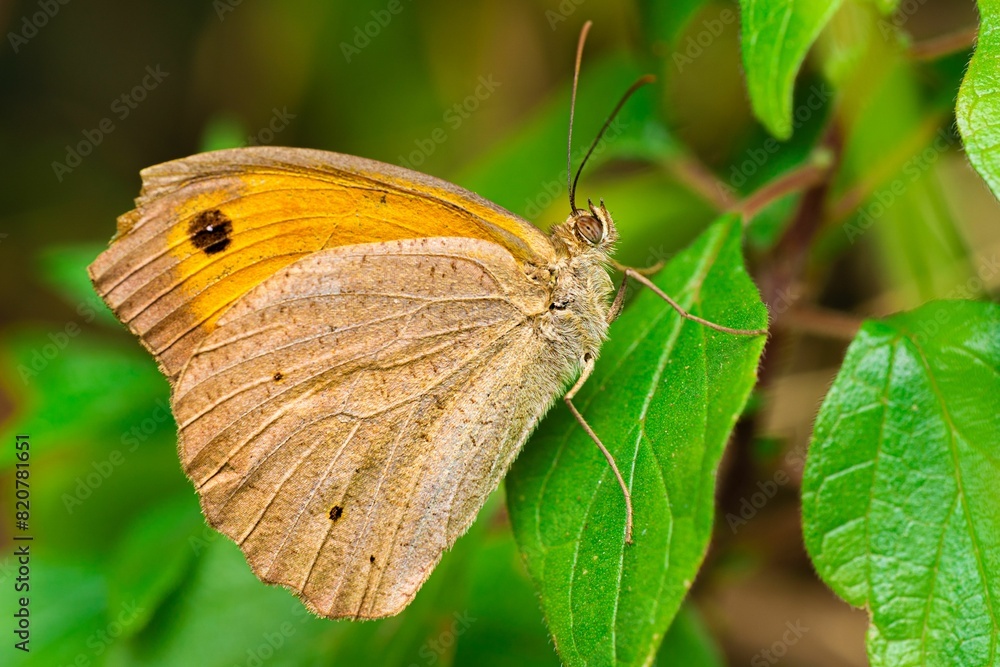 Obraz premium Closeup shot of a meadow brown butterfly perched on a green leaf.