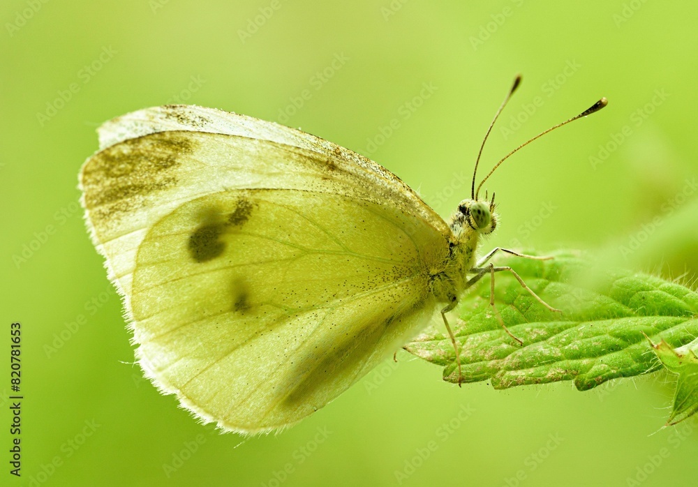Closeup shot of a cabbage white butterfly perched on a green leaf. Closeup shot of a cabbage white butterfly perched on a green leaf.
