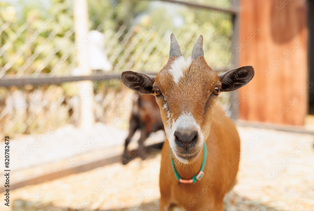 Fototapeta premium Young goat brown color portrait animal farm, Domestic goats.