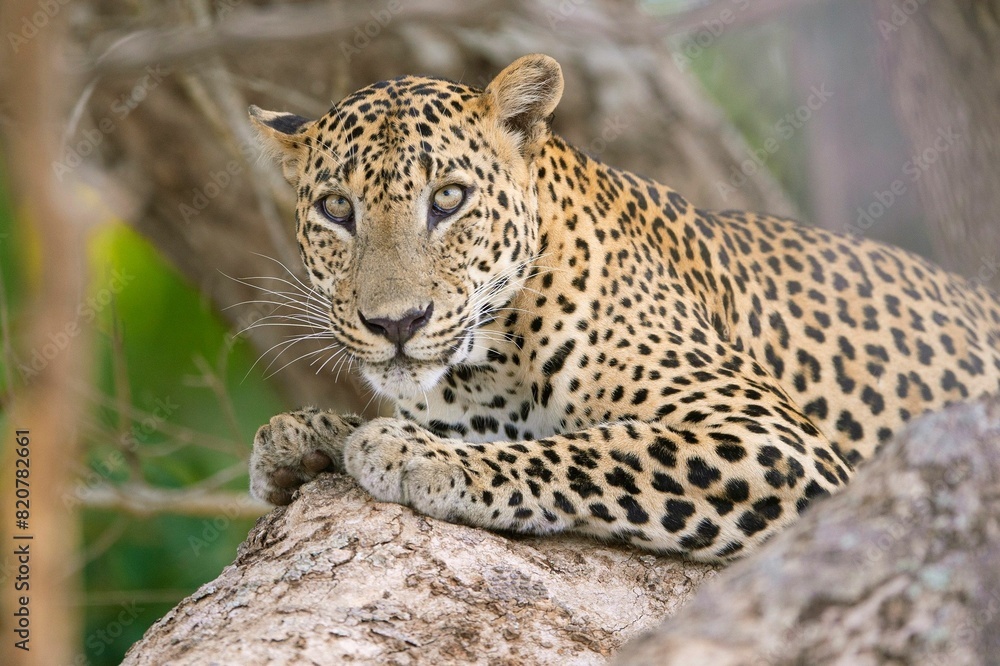 Regal leopard atop a rocky outcrop, looking out over the surrounding landscape Regal leopard atop a rocky outcrop, looking out over the surrounding landscape