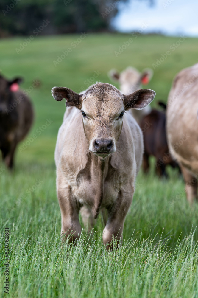 Australian wagyu cows grazing in a field on pasture. close up of a black angus cow eating grass in a paddock in springtime in australia Australian wagyu cows grazing in a field on pasture. close up of a black angus cow eating grass in a paddock in springtime in australia
