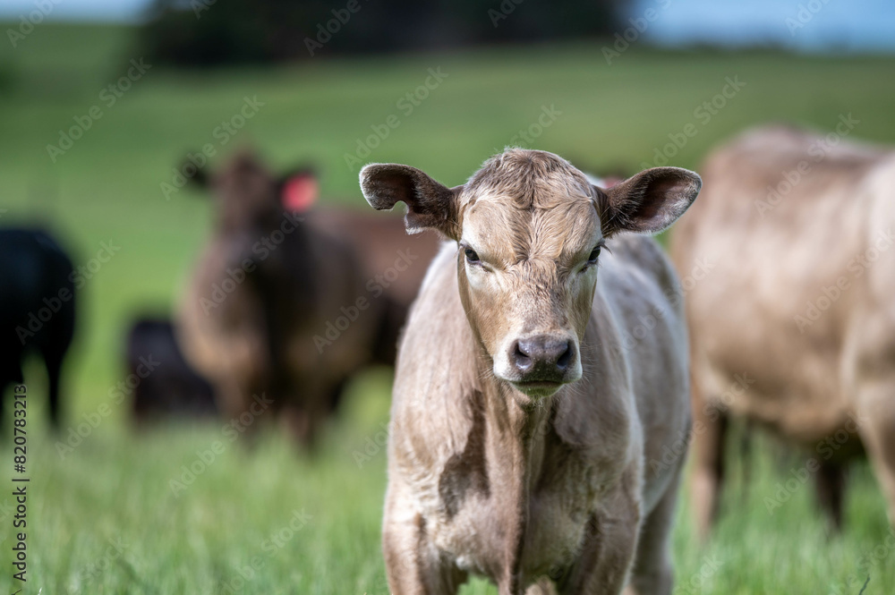 beautiful cattle in Australia eating grass, grazing on pasture. Herd of cows free range beef being regenerative raised on an agricultural farm. Sustainable farming of food crops. beautiful cattle in Australia eating grass, grazing on pasture. Herd of cows free range beef being regenerative raised on an agricultural farm. Sustainable farming of food crops.