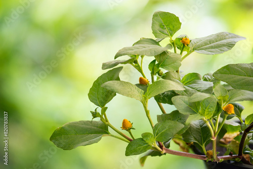 Wallpaper Mural Acmella oleracea or Toothache plant branch flowers and green leaves on natural background. Torontodigital.ca