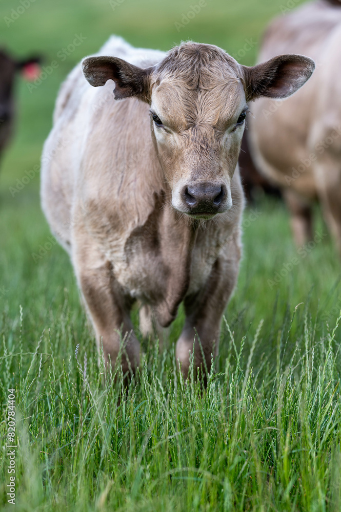 beautiful cattle in Australia eating grass, grazing on pasture. Herd of cows free range beef being regenerative raised on an agricultural farm. Sustainable farming of food crops. beautiful cattle in Australia eating grass, grazing on pasture. Herd of cows free range beef being regenerative raised on an agricultural farm. Sustainable farming of food crops.