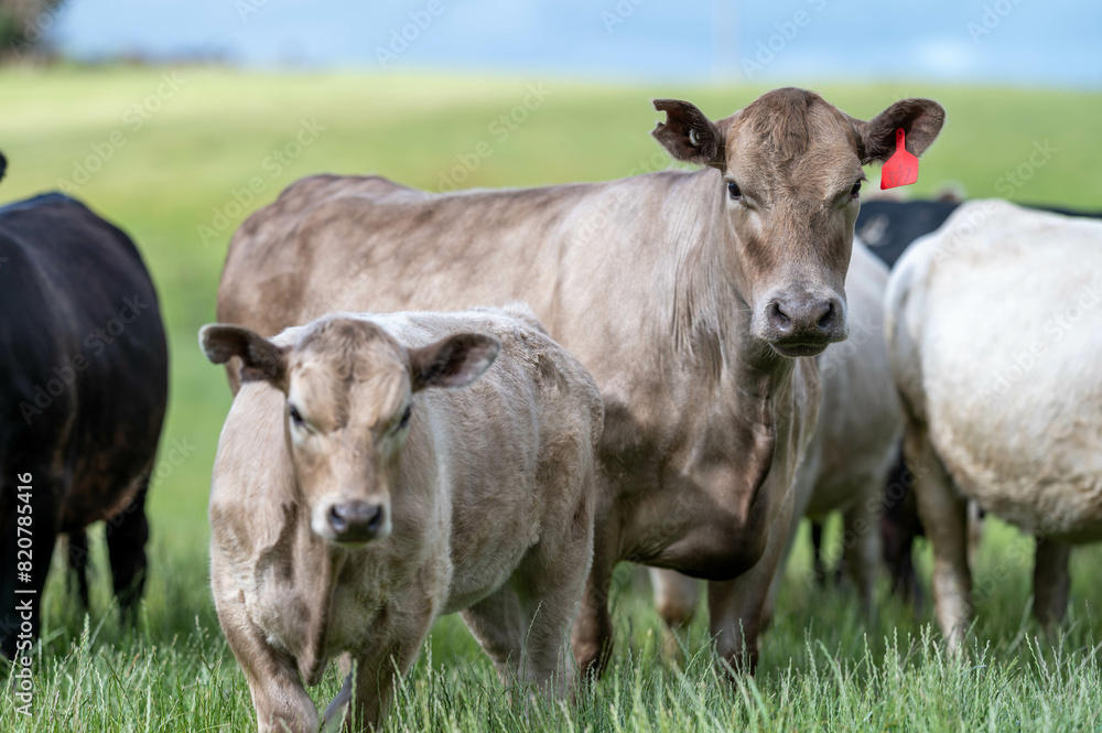 cows in a field on a regenerative agriculture farm in australia cows in a field on a regenerative agriculture farm in australia