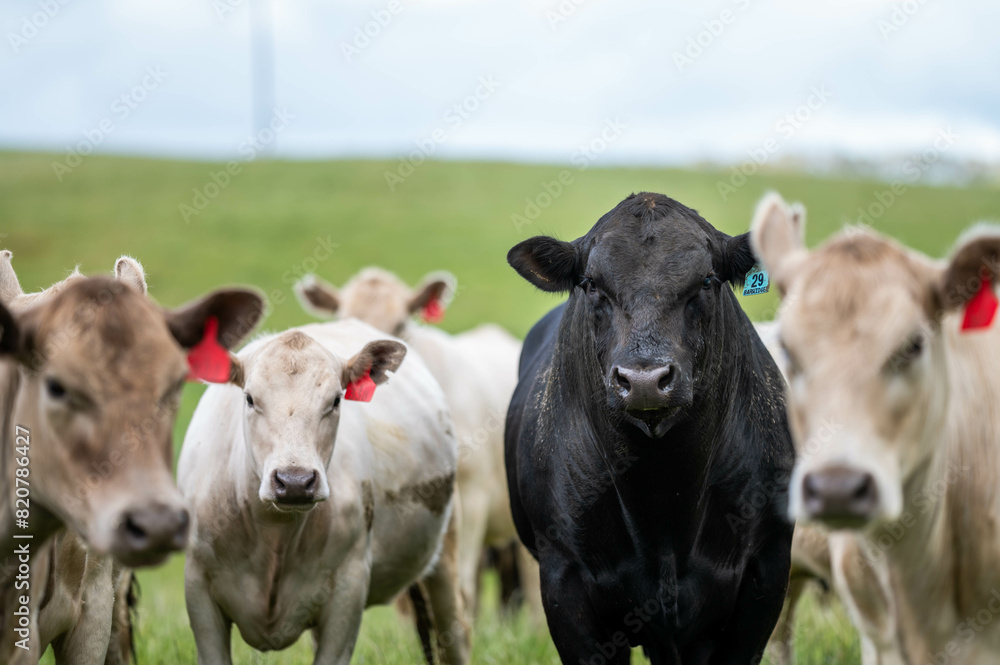 Herd of sustainable cows on a green hill on a farm in Australia. Beautiful cow in a field. Australian Farming landscape with Angus and Murray grey cattle Herd of sustainable cows on a green hill on a farm in Australia. Beautiful cow in a field. Australian Farming landscape with Angus and Murray grey cattle