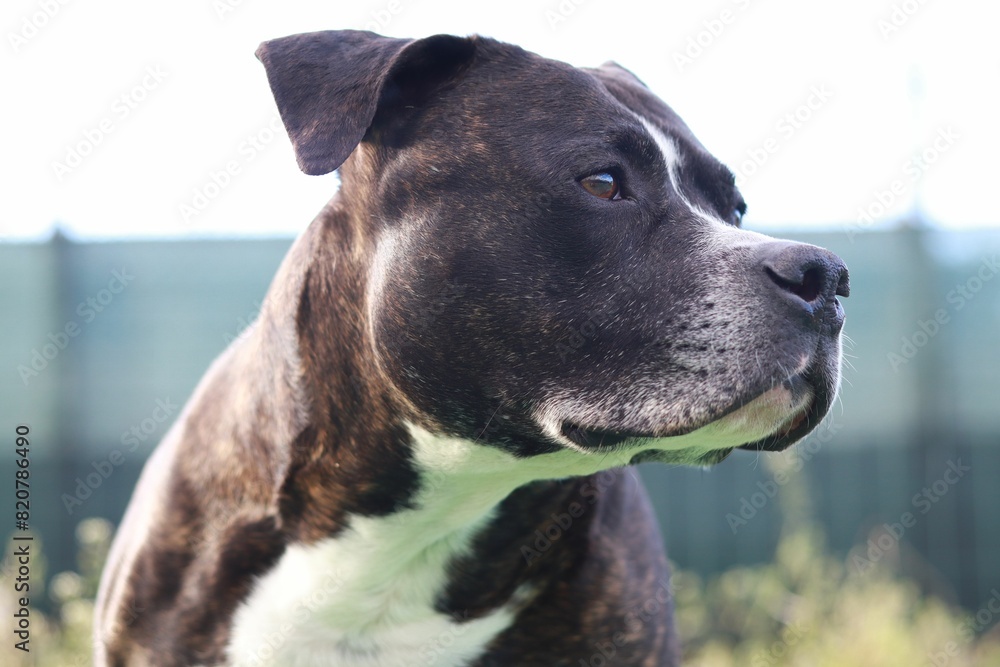 Black and white american staffordshire terrier Black and white american staffordshire terrier