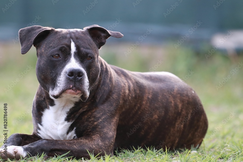 Black and white american staffordshire terrier