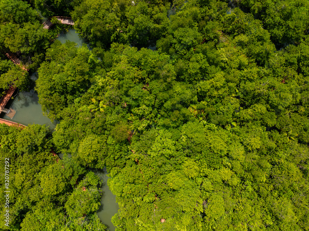 Naklejka premium Aerial view Drone camera rainforest trees ecology with healthy environment concept and summer background