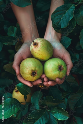 Harvest guava in the hands of a woman in the garden. Selective focus.