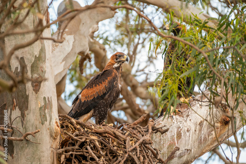 wedgetail eagle in a nest in a gum tree in australia. photo