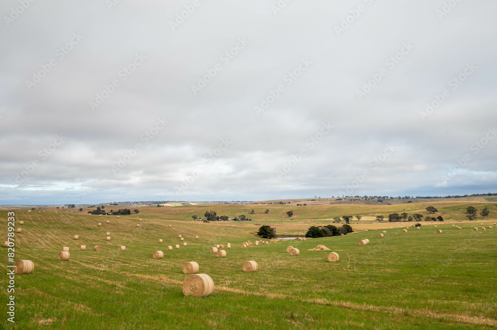 sustainable agriculture Baling hay and silage rolls and bales on a farm sustainable agriculture Baling hay and silage rolls and bales on a farm