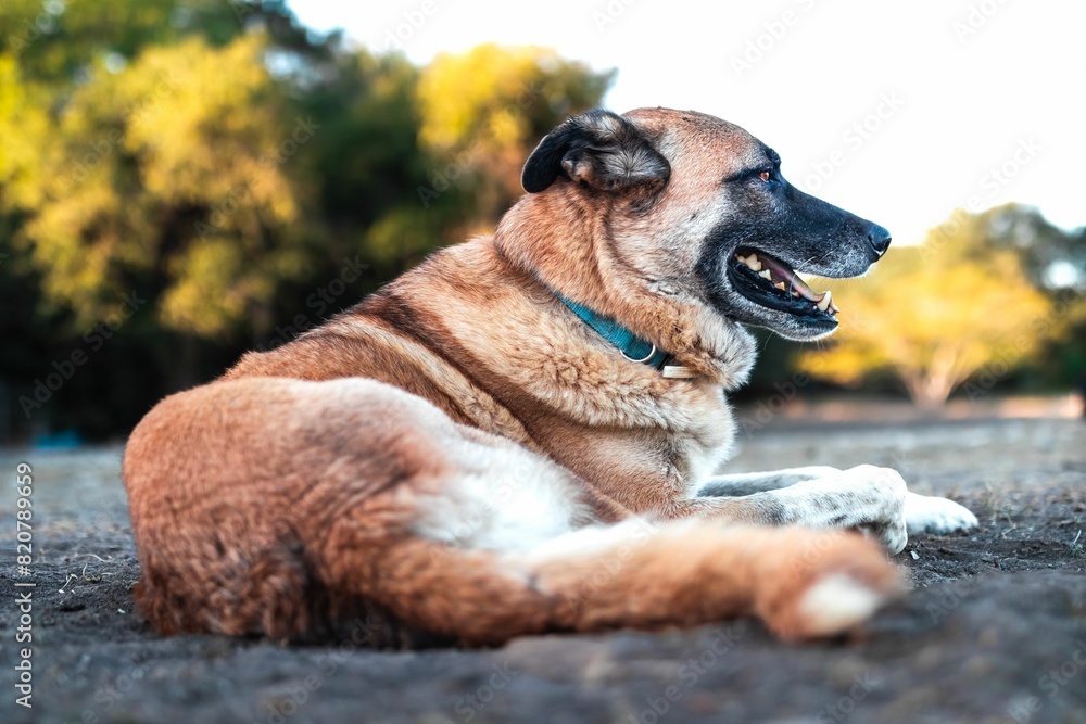 Anatolian shepherd dog lying contently on the ground in the sun Anatolian shepherd dog lying contently on the ground in the sun