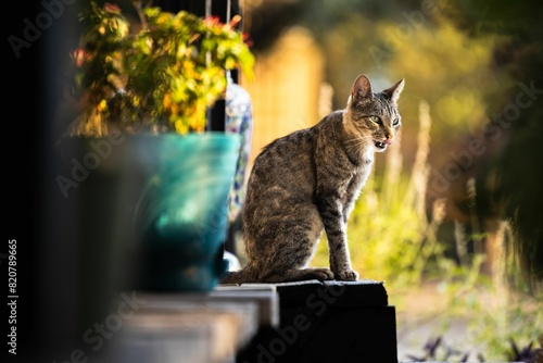 Domestic cat with grey patches sitting on a backyard ledge photo