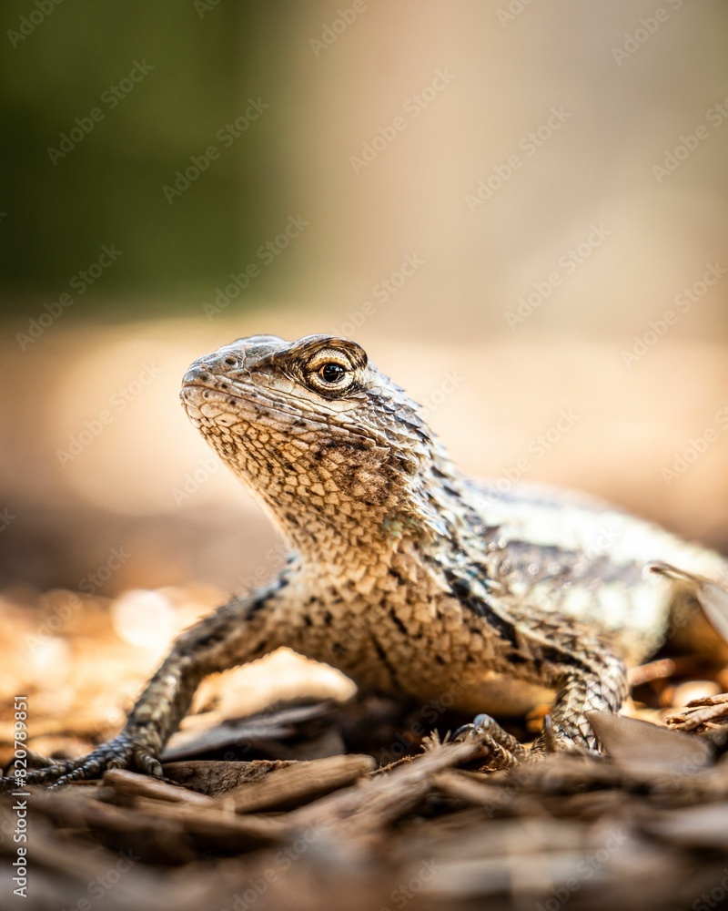 Obraz premium Texas spiny lizard (Sceloporus olivaceus) in a forest environment