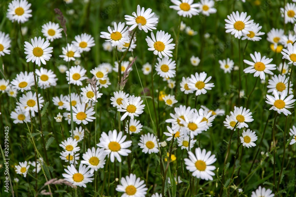 Margeriten Margeriten