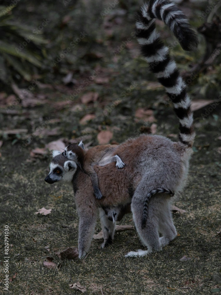 Obraz premium Adorable mother lemur cuddling her baby in a lush tropical forest setting.