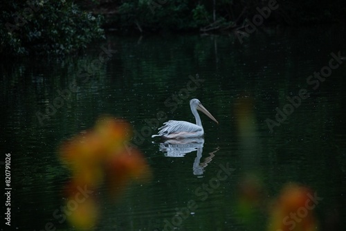 White pelican in a tranquil lake with green-tinted water.