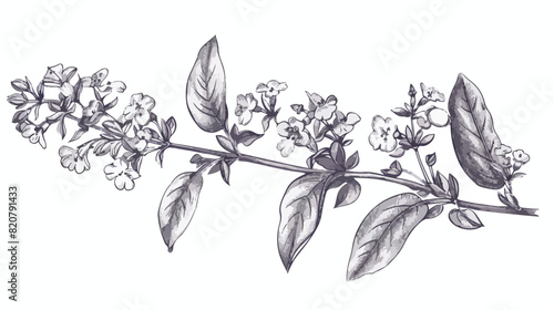 Gorgeous Baikal skullcap flowers and leaves hand draw
