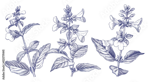 Gorgeous Baikal skullcap flowers and leaves hand draw photo