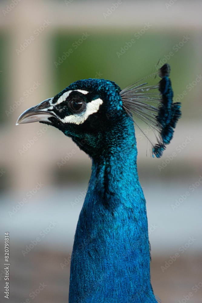 Closeup of a vibrant Peafowl with a blurry background Closeup of a vibrant Peafowl with a blurry background