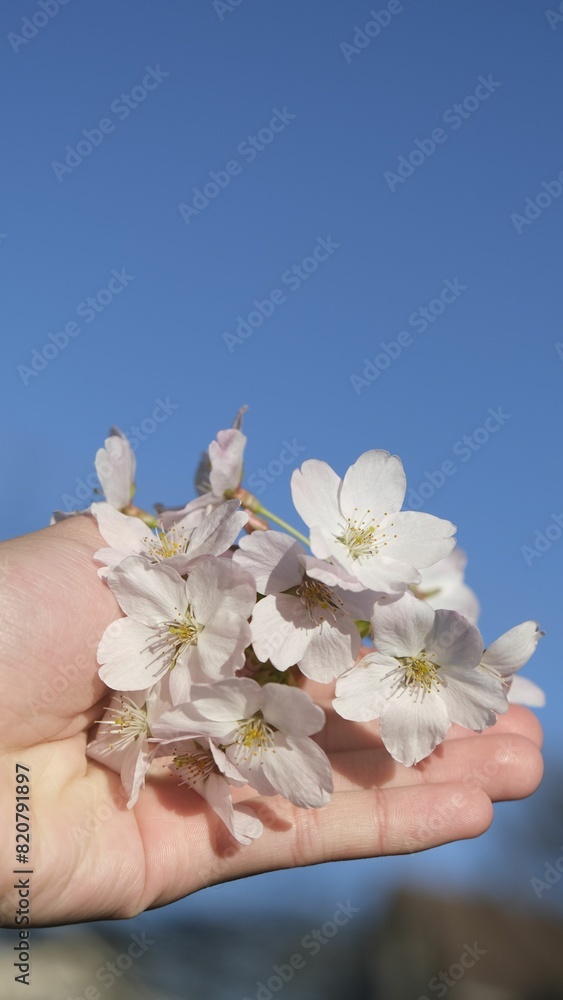 Person holding sakura cherry flowers on a sunny day against a blue background Person holding sakura cherry flowers on a sunny day against a blue background