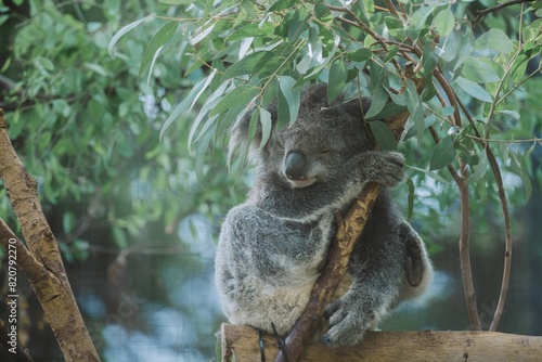 Cute koala bear snoozing on a tree branch