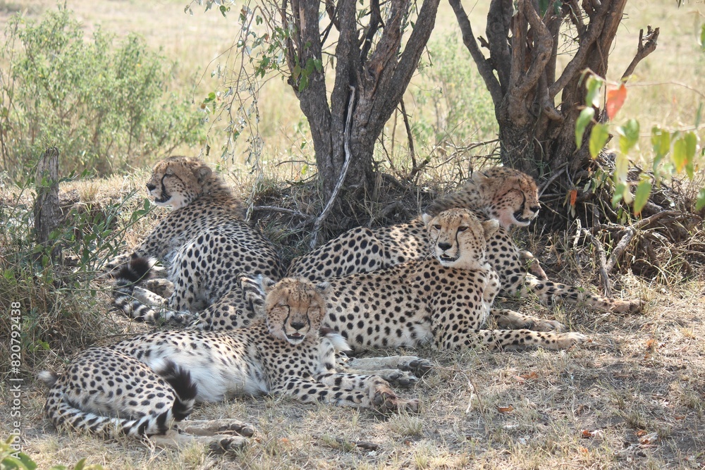Obraz premium Group of cheetahs sitting in a grassy area near a tree in the open plains of the African savannah
