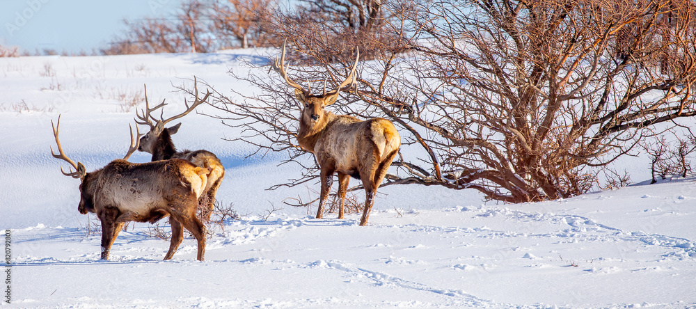 Deer in the mountains looking for food in the snow. Winter landscape with wild animals. A herd of deer on the mountain slopes. Deer in the mountains looking for food in the snow. Winter landscape with wild animals. A herd of deer on the mountain slopes.