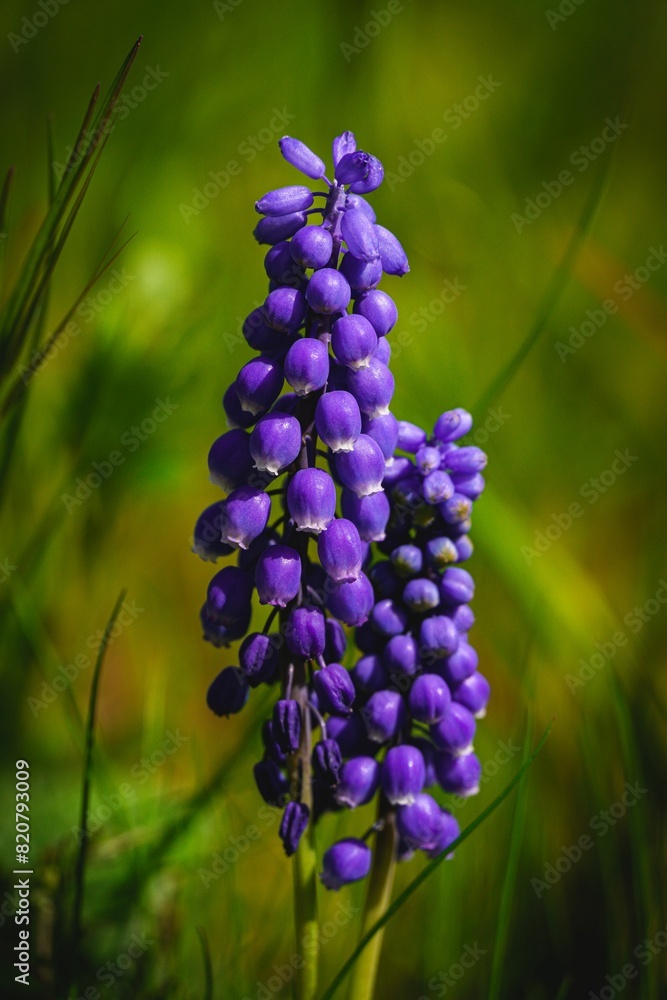 Close-up of a cluster of purple flowers standing out against a lush green field of grass Close-up of a cluster of purple flowers standing out against a lush green field of grass