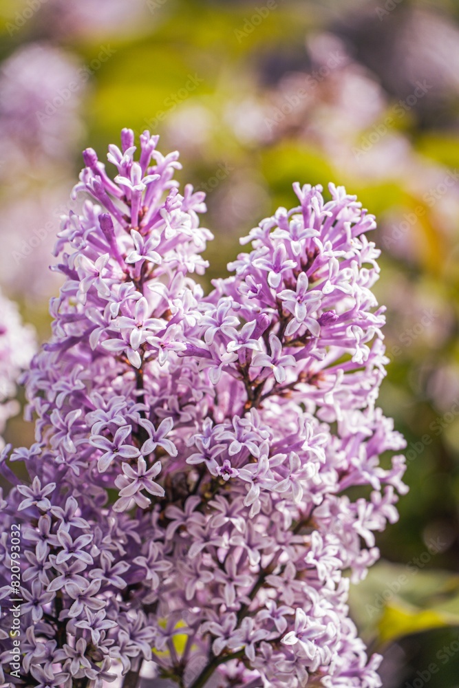 Fototapeta premium Vibrant array of purple lilac blooms in the garden