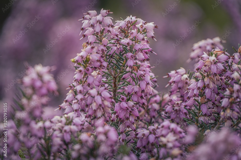 Obraz premium Vibrant purple shrub with delicate flowers stands out among lush green grass in a field