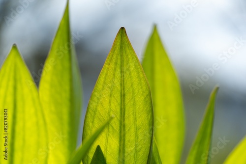 Vibrant green foliage of a plant with its leaves fully visible photo