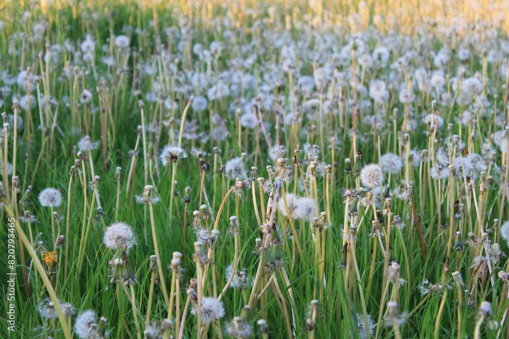 Closeup of Dandelion (Taraxacum) flowers in a green field Closeup of Dandelion (Taraxacum) flowers in a green field