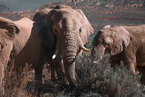 Photography Group of elephants standing in a grassy field in front of a mountainous landscap