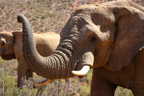 Photography Group of elephants standing in a grassy field in front of a mountainous landscap