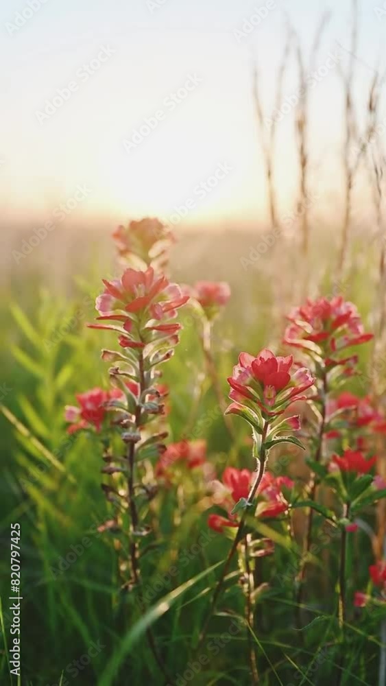 Vertical shot of Entireleaf Indian paintbrush flowers in a field against bokeh sunlight Vertical shot of Entireleaf Indian paintbrush flowers in a field against bokeh sunlight
