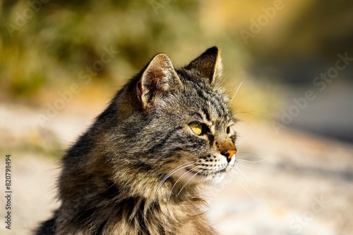 Portrait of a furry tabby cat in a field. © Wirestock