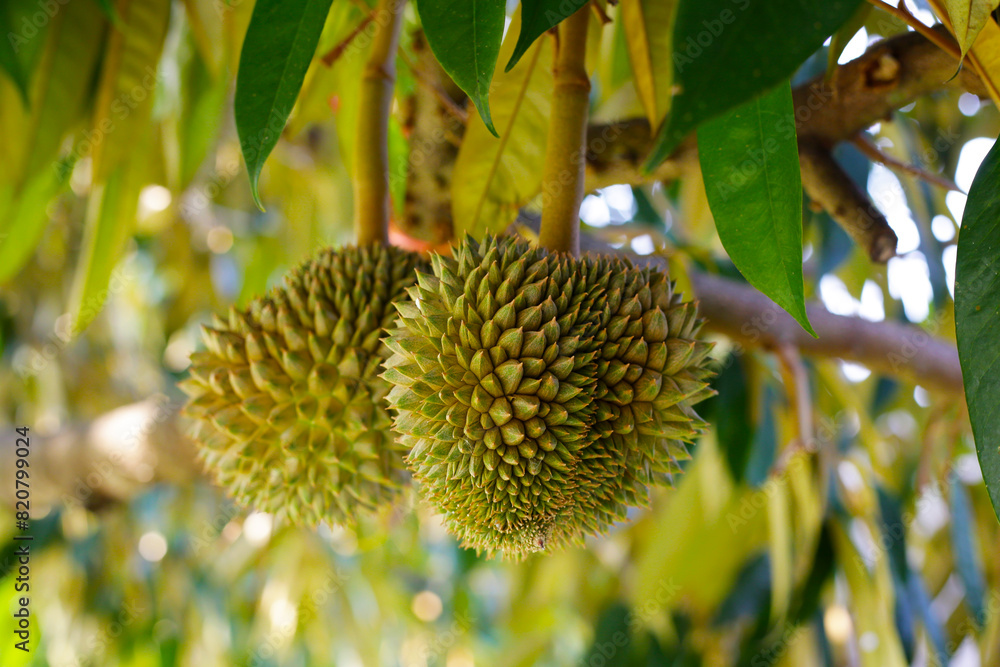 Durian fruit on tree, Thai durian fruit garden Durian fruit on tree, Thai durian fruit garden