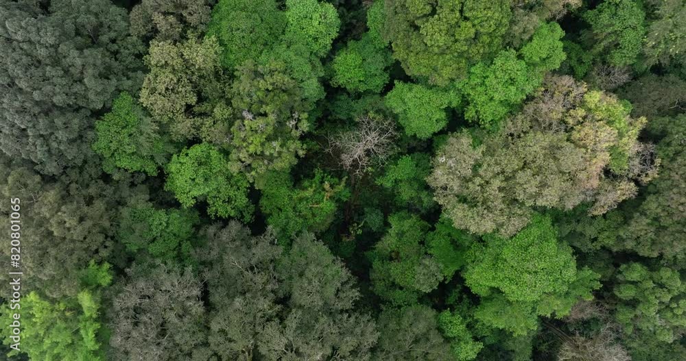 Aerial view of a lush green forest with dense trees and vegetation Aerial view of a lush green forest with dense trees and vegetation