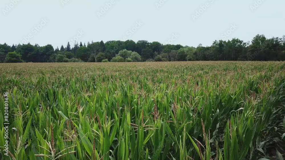 Drone view over a wheat field surrounded by trees Drone view over a wheat field surrounded by trees