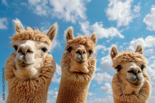Three llamas standing together in a field, suitable for animal farm or nature concept