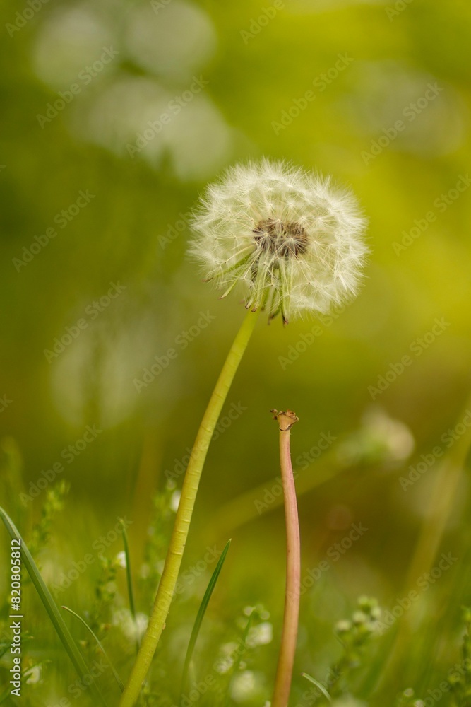 Vertical of a dandelion (Taraxacum) growing in a lush green meadow