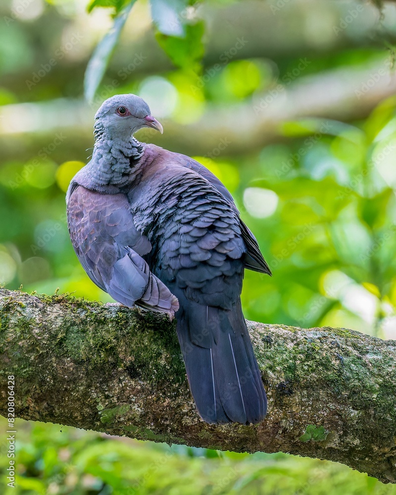 Obraz premium Nilgiri wood pigeon perched atop a tree branch in a wooded area.