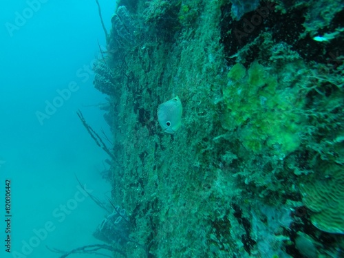 Foureye butterflyfish swimming in a coral reef. photo