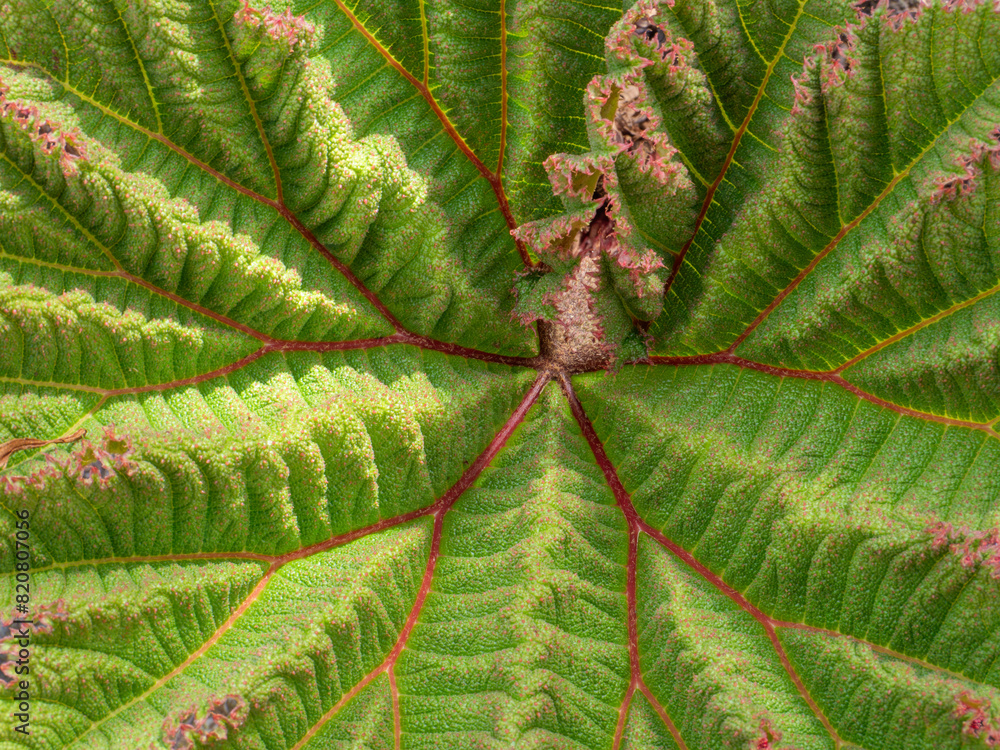 Vibrant Gunnera Leaf Patterns and Textures Close-Up Vibrant Gunnera Leaf Patterns and Textures Close-Up