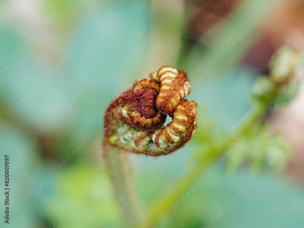 Close-up of an Unfurling Fern Frond in Nature Close-up of an Unfurling Fern Frond in Nature
